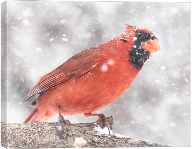 Male  Cardinal in a Minnesota snow storm Canvas Print by Jim Hughes