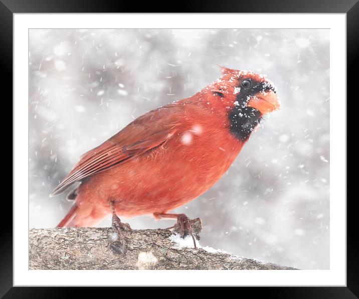 Male  Cardinal in a Minnesota snow storm Framed Mounted Print by Jim Hughes