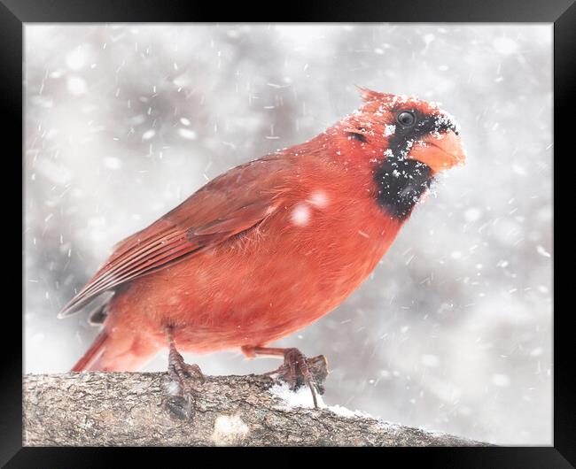 Male  Cardinal in a Minnesota snow storm Framed Print by Jim Hughes