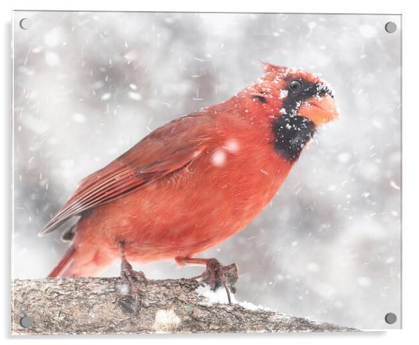 Male  Cardinal in a Minnesota snow storm Acrylic by Jim Hughes