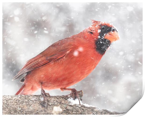 Male  Cardinal in a Minnesota snow storm Print by Jim Hughes