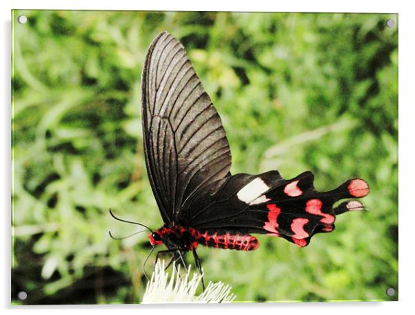 butterfly 2 Acrylic by Kamal Joshi