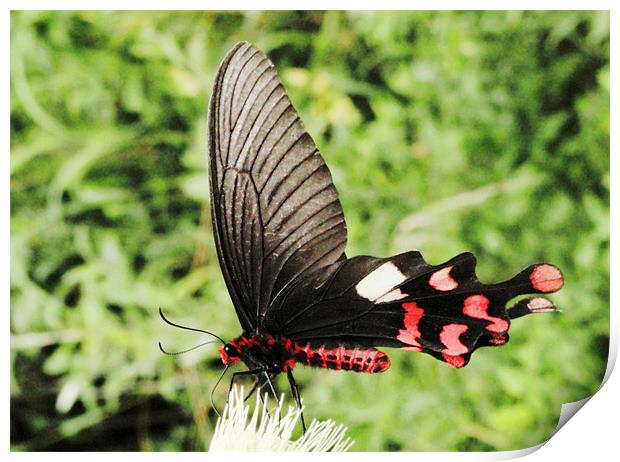 butterfly 2 Print by Kamal Joshi