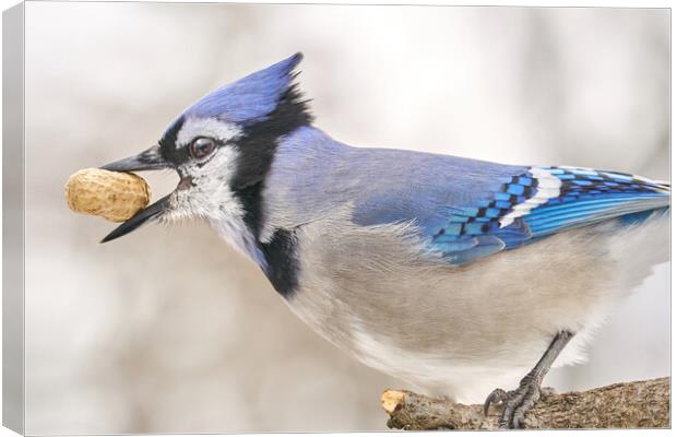 Blue Jay with peanut, in January Canvas Print by Jim Hughes