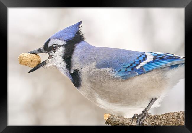 Blue Jay with peanut, in January Framed Print by Jim Hughes