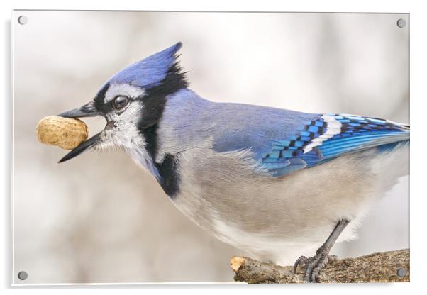 Blue Jay with peanut, in January Acrylic by Jim Hughes