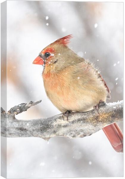 Female Cardinal in a snow storm Canvas Print by Jim Hughes