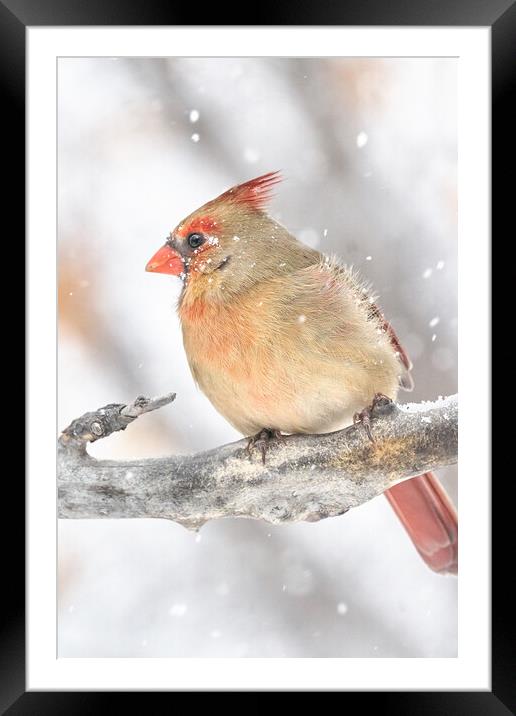Female Cardinal in a snow storm Framed Mounted Print by Jim Hughes