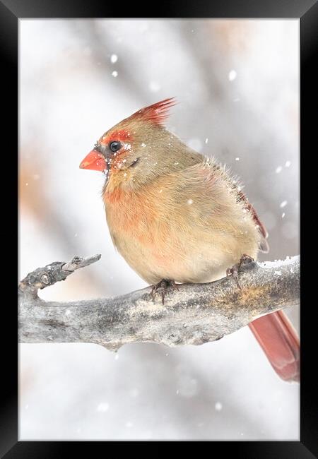 Female Cardinal in a snow storm Framed Print by Jim Hughes