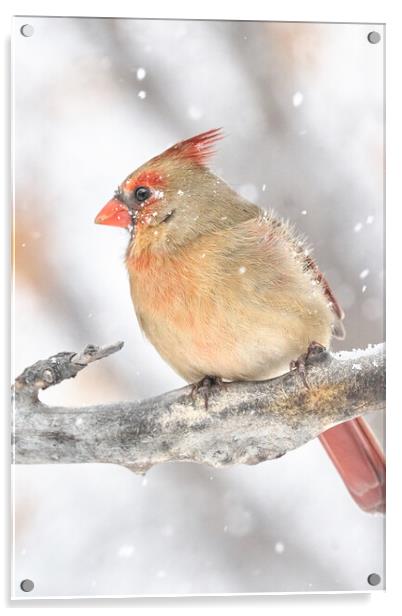 Female Cardinal in a snow storm Acrylic by Jim Hughes