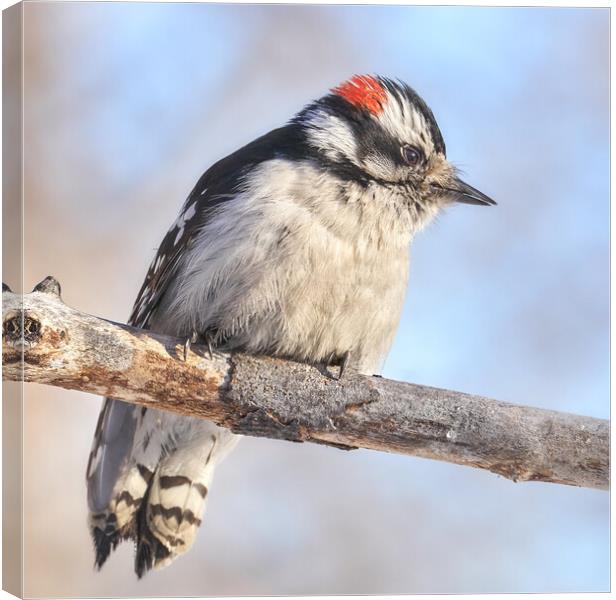 Downy Woodpecker on a cold day in Minnesota Canvas Print by Jim Hughes