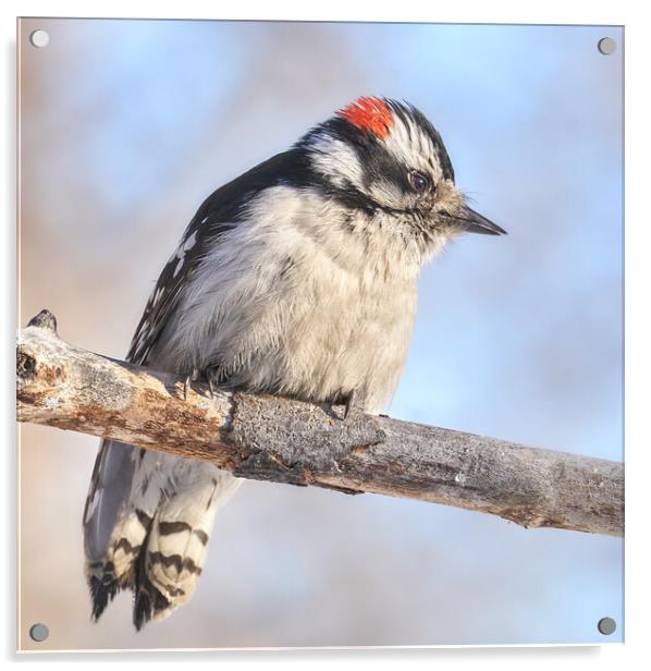Downy Woodpecker on a cold day in Minnesota Acrylic by Jim Hughes