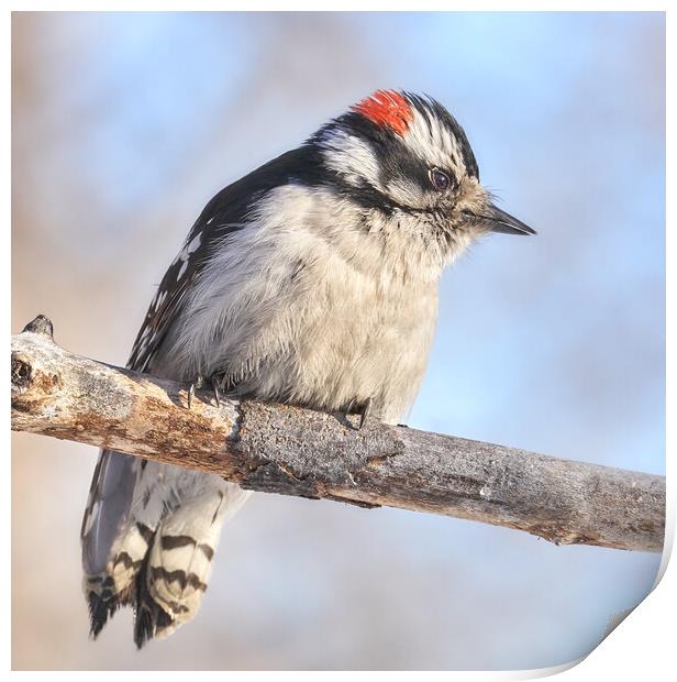 Downy Woodpecker on a cold day in Minnesota Print by Jim Hughes