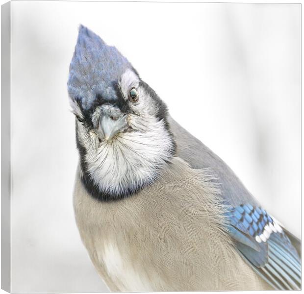 Blue Jay in Winter Canvas Print by Jim Hughes