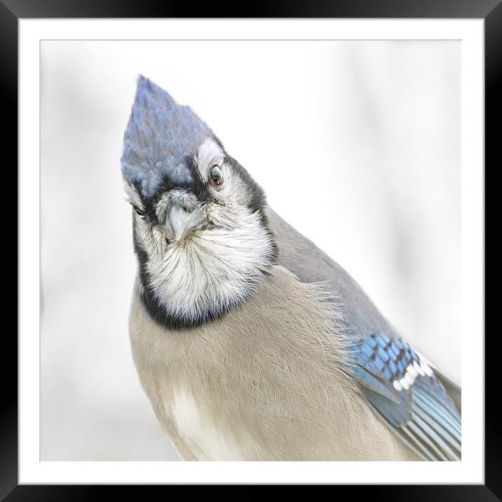 Blue Jay in Winter Framed Mounted Print by Jim Hughes