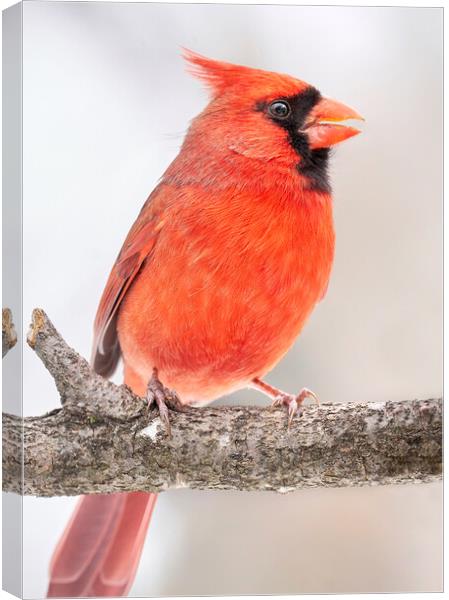 Male Cardinal in winter Canvas Print by Jim Hughes
