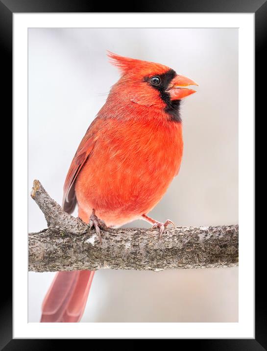 Male Cardinal in winter Framed Mounted Print by Jim Hughes
