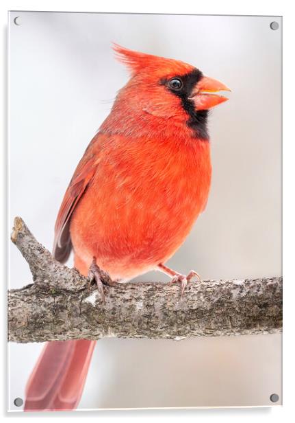 Male Cardinal in winter Acrylic by Jim Hughes