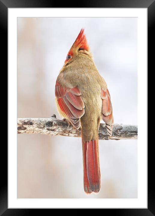 Lady Cardinal Acting Shy Framed Mounted Print by Jim Hughes