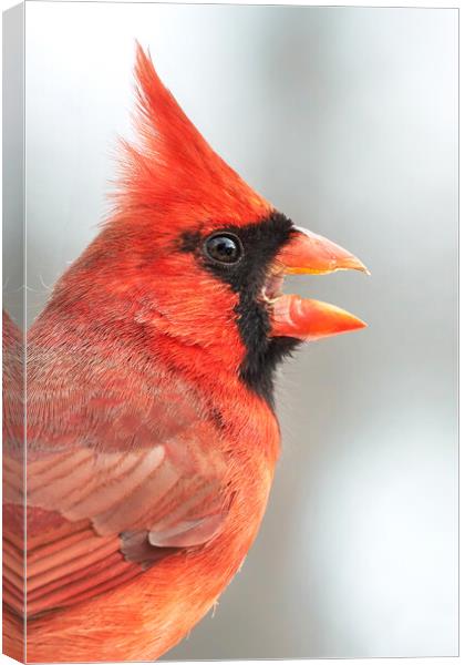 Male Cardinal in profile Canvas Print by Jim Hughes