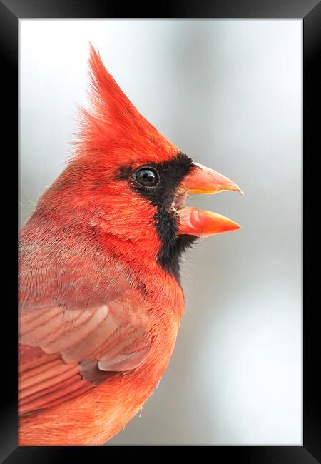 Male Cardinal in profile Framed Print by Jim Hughes