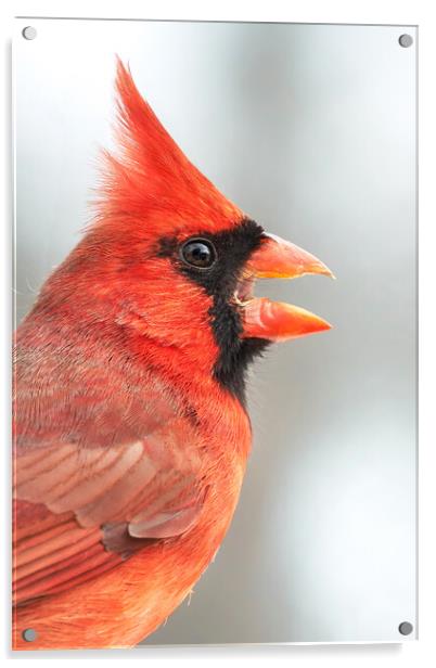 Male Cardinal in profile Acrylic by Jim Hughes