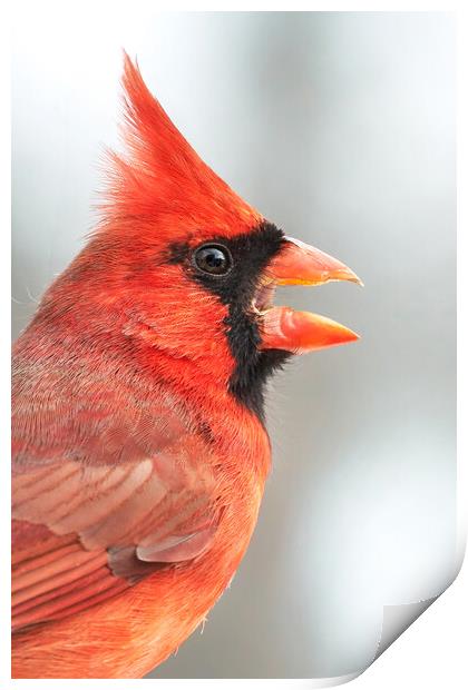 Male Cardinal in profile Print by Jim Hughes