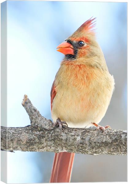 Female Cardinal on a winter morning Canvas Print by Jim Hughes