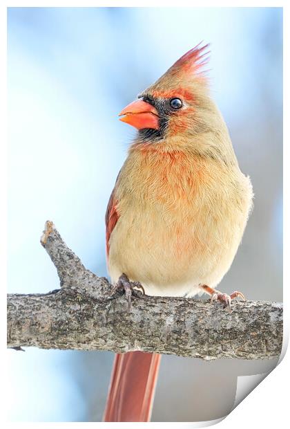 Female Cardinal on a winter morning Print by Jim Hughes