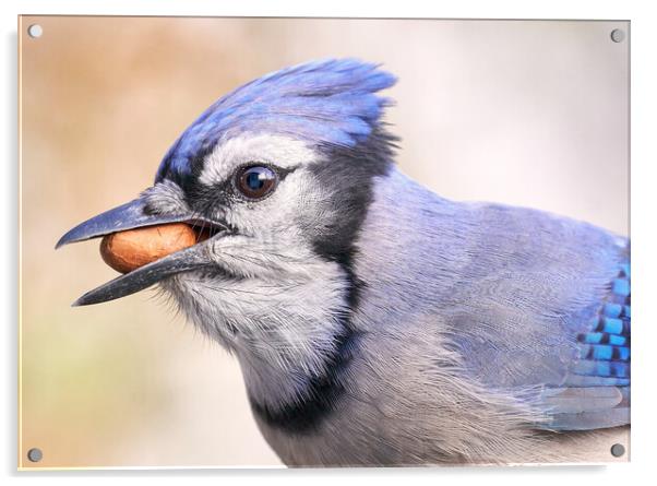 Blue Jay with peanut Acrylic by Jim Hughes