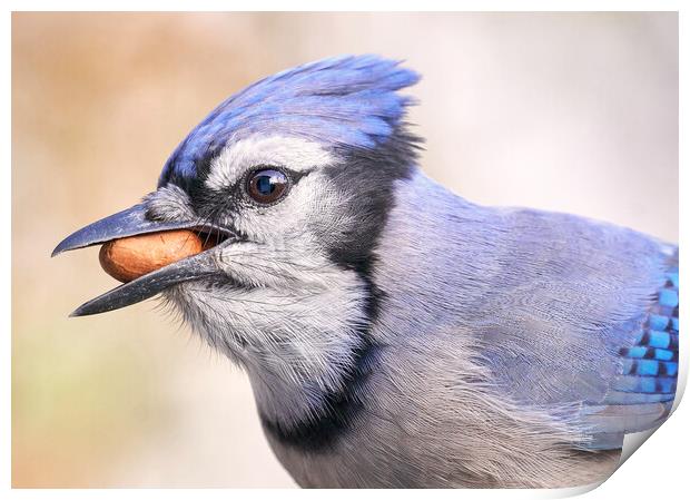 Blue Jay with peanut Print by Jim Hughes
