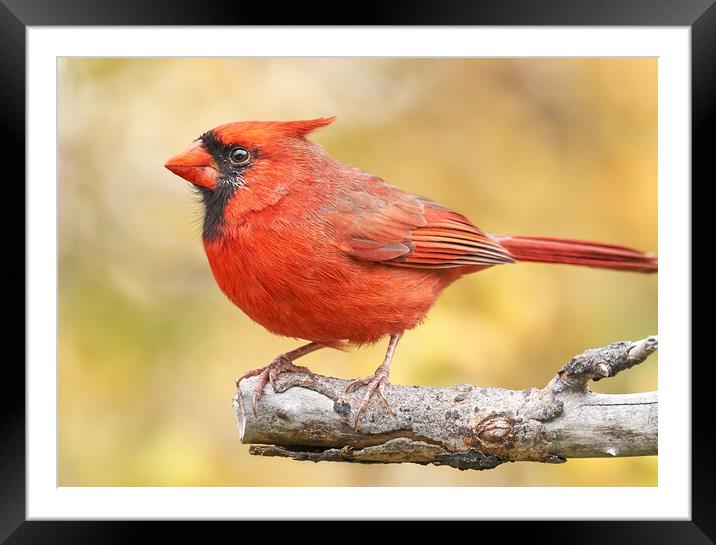 Male Cardinal in fall Framed Mounted Print by Jim Hughes