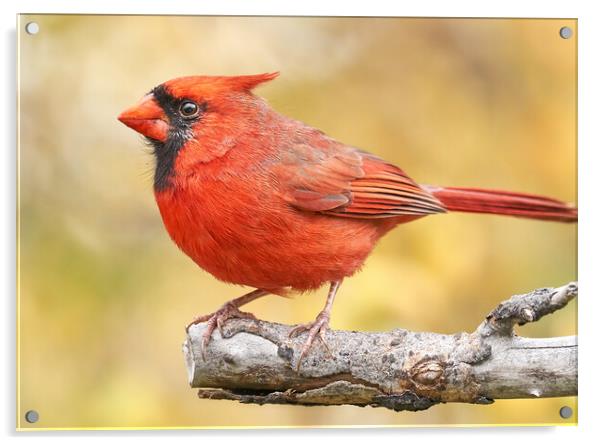 Male Cardinal in fall Acrylic by Jim Hughes