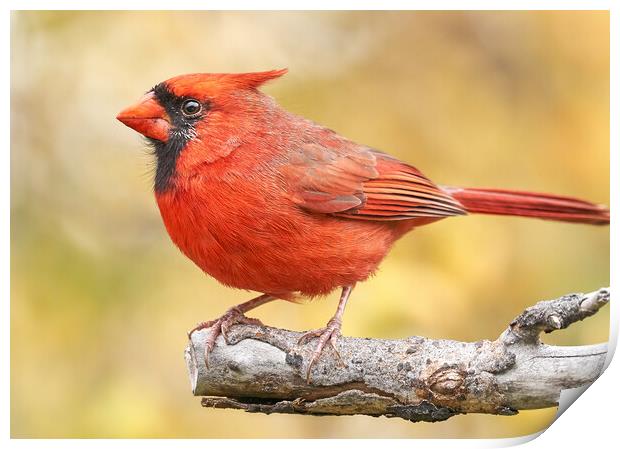 Male Cardinal in fall Print by Jim Hughes
