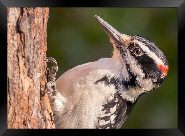 Male Hairy Woodpecker in Minnesota Framed Print by Jim Hughes