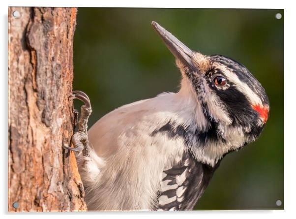 Male Hairy Woodpecker in Minnesota Acrylic by Jim Hughes