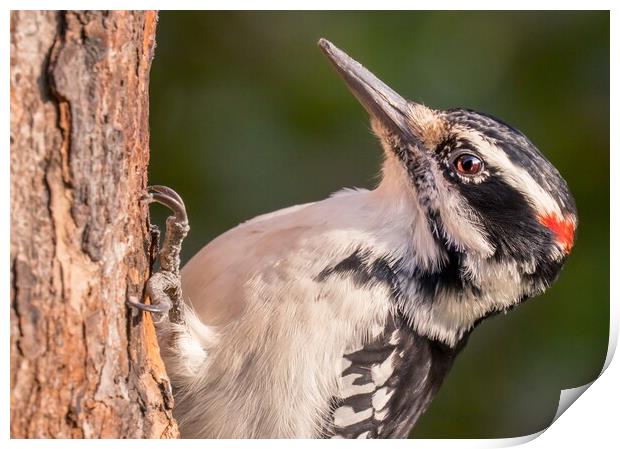 Male Hairy Woodpecker in Minnesota Print by Jim Hughes