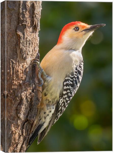 Red Bellied woodpecker Canvas Print by Jim Hughes