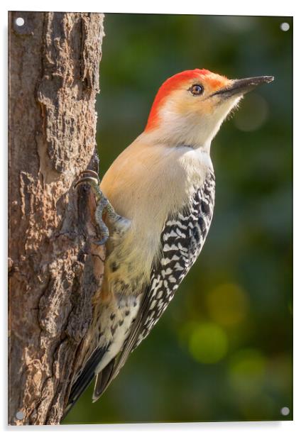 Red Bellied woodpecker Acrylic by Jim Hughes