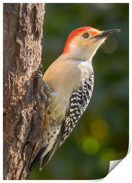 Red Bellied woodpecker Print by Jim Hughes