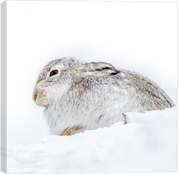Mountain Hare in the Snow Canvas Print by Chantal Cooper
