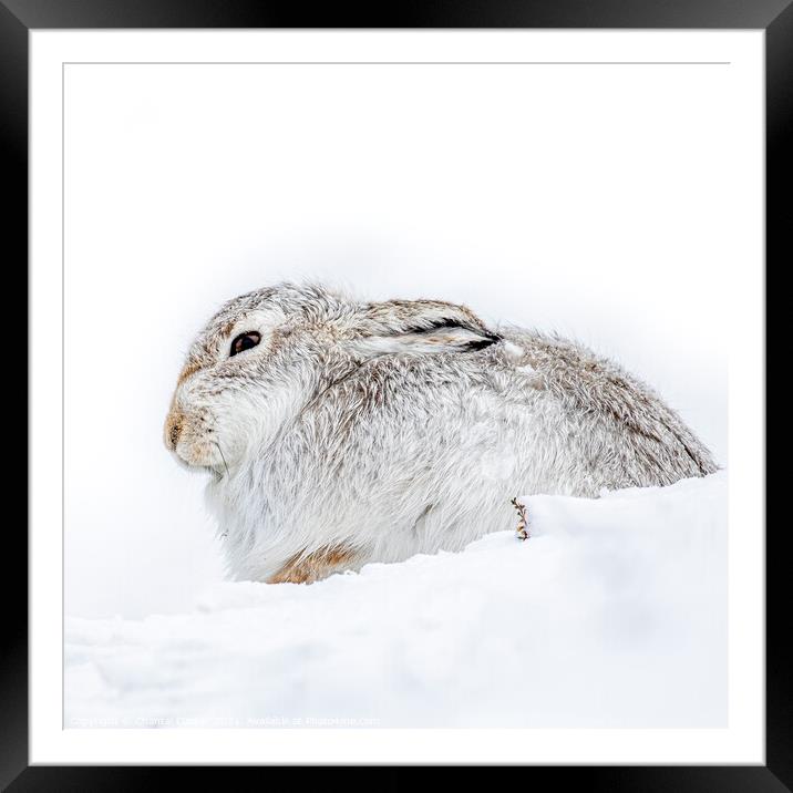 Mountain Hare in the Snow Framed Mounted Print by Chantal Cooper