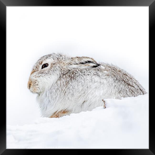 Mountain Hare in the Snow Framed Print by Chantal Cooper