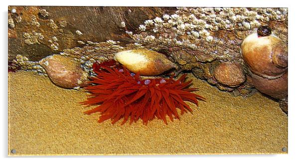 Marine Life Underwater. Acrylic by paulette hurley
