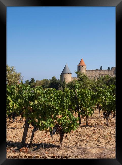 Carcassonne vineyard Framed Print by Jeanette Teare