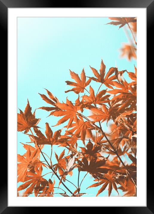 Vintage autumn maple leaves on teal Framed Mounted Print by Imladris 