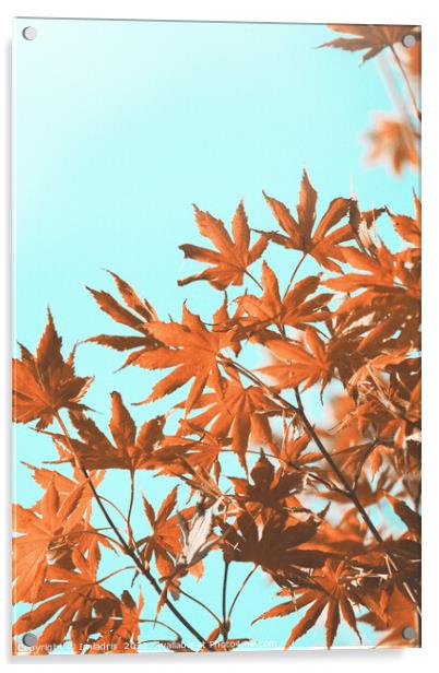 Vintage autumn maple leaves on teal Acrylic by Imladris 