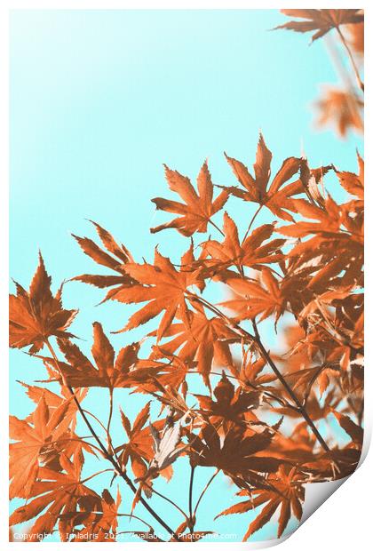 Vintage autumn maple leaves on teal Print by Imladris 