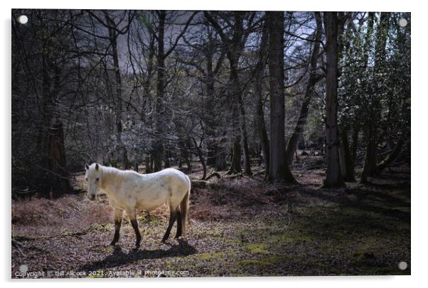 New Forest White Pony Acrylic by Gill Allcock