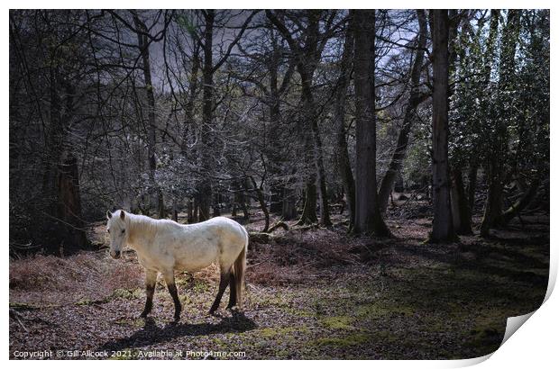 New Forest White Pony Print by Gill Allcock
